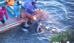 海豚湾在线观看,在线观看揭示的海洋悲剧